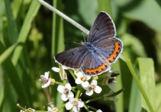 Blue, Acmon male