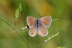 Blue, Northern female