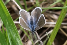 Blue, Silvery male