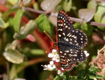 Checkerspot, Variable