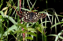 Checkerspot, Variable-2