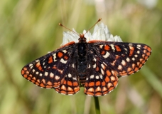 Checkerspot, Variable-3