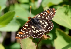Checkerspot, Variable-5