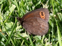 Common Alpine