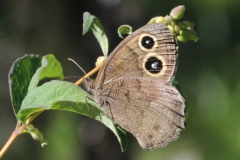 Common Wood Nymph