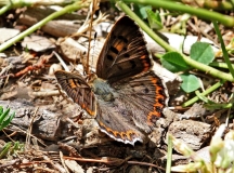 Copper, Edith's female