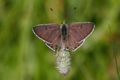 Copper, Mariposa