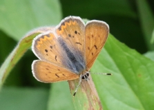 Copper, Purplish - male-2