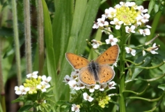 Copper, Purplish - male