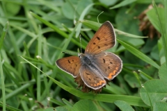 Copper, Purplish -3