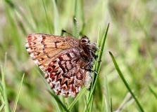 Elfin, Western Pine