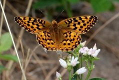 Fritillary, Great Spangled-2