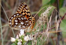 Fritillary, Great Spangled