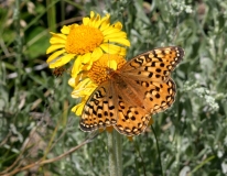 Fritillary-1