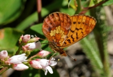 Fritillary, Pacific