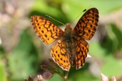 Fritillary, Pacific - 2