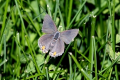 Hairstreak, Gray - 3