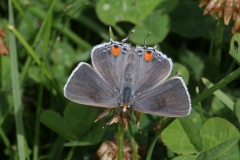 Hairstreak, Gray - female 1