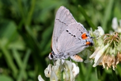 Hairstreak, Gray - 2
