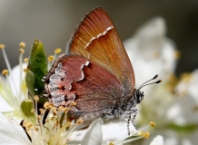 Hairstreak , 'Siva' Juniper