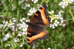 Milbert's Tortoiseshell