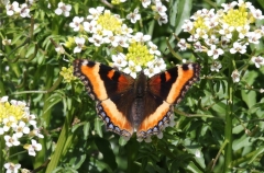 Milbert's Tortoiseshell - 2