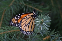 Monarch Butterfly -1