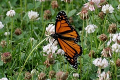 Monarch Butterfly - 2