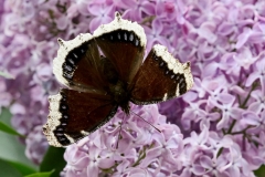 Mourning Cloak - 2