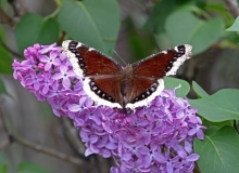 Mourning Cloak - 1