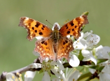 Oreas Comma