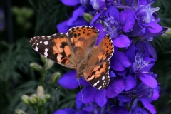 Painted Lady - 1