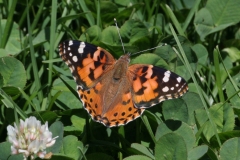 Painted lady - 2
