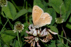 Ringlet - 2