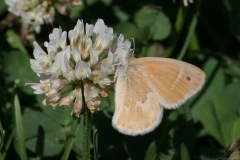 Ringlet - 1