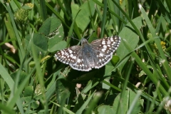 Skipper, Common Checkered - IMG_8325