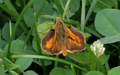 Skipper