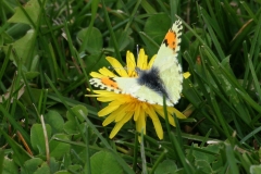 Stella Orangetip