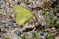 Sulphur, Pink-edged - 1