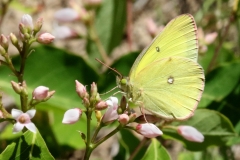 Sulphur, Pink-edged - 2