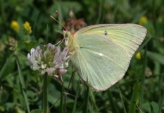 Sulphur, Queen Alexandra