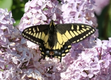 Swallowtail, Anise - 1