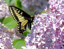 Swallowtail, Anise - 2