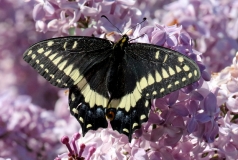 Swallowtail, Indra - 1