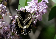 Swallowtail, Indra - 4