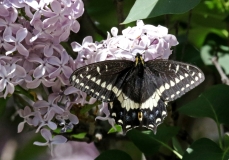 Swallowtail, Indra - 2