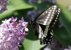 Swallowtail, Indra - 3