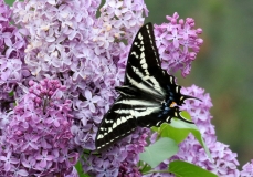 Swallowtail, Pale - 1