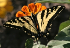 Swallowtail, Pale - 2