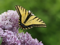 Two-tailed Swallowtail - 1